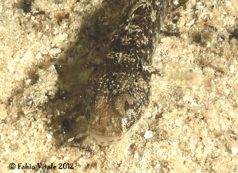 Gobius niger